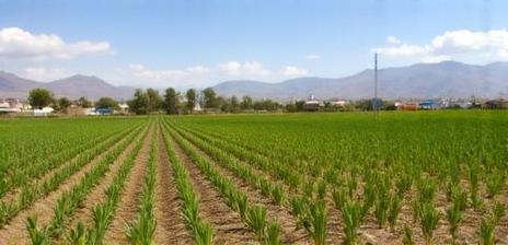 Agricultura